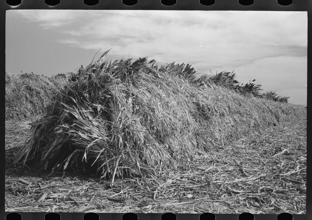 [Untitled photo, possibly related to: Large stack of kaffir corn to be used for feed for cows at dairy. Tom Green County…