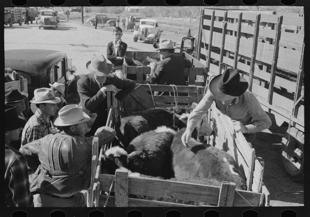 Checking in a truckload of cattle at stockyards, San Angelo, Texas by Russell Lee