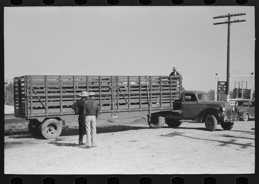 Large truck trailer filled with cattle to be sold at stockyards auction.  San Angelo, Texas by Russell Lee