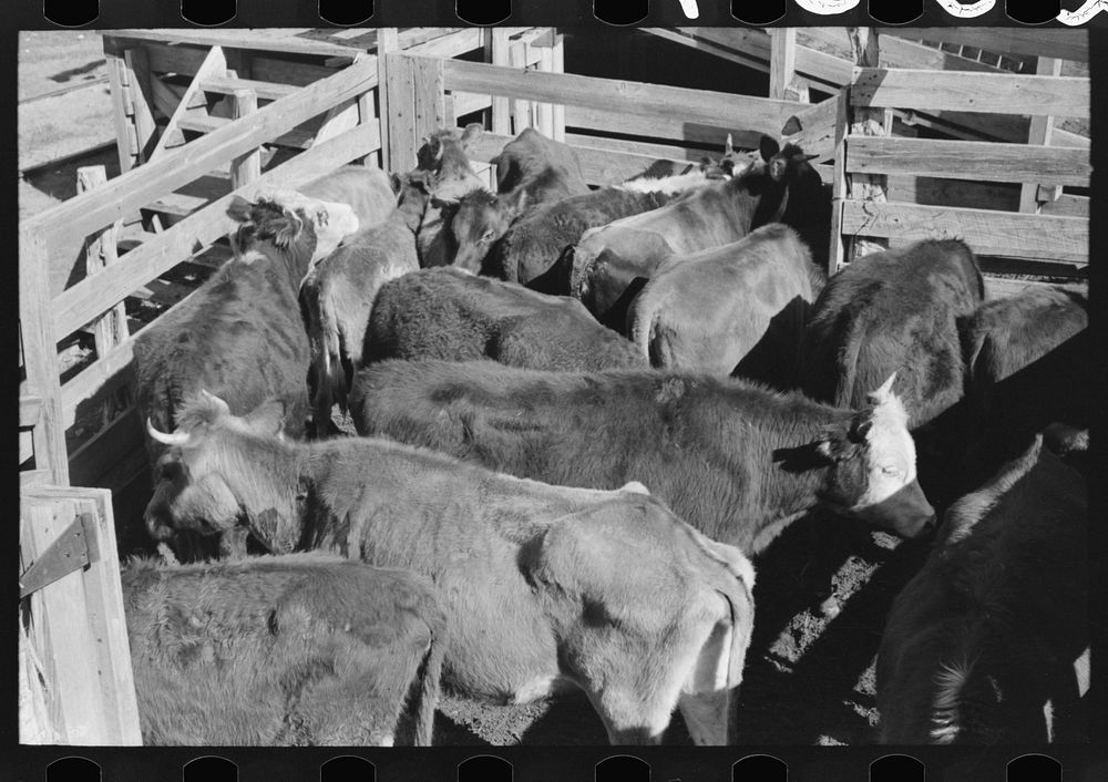 Cattle which will be sold at auction in pens at stockyards, San Angelo, Texas by Russell Lee