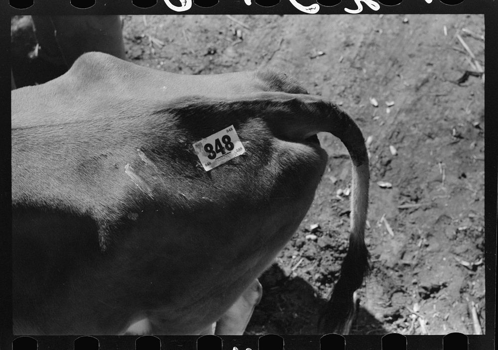 Identification tag on cow, stockyards, San Angelo, Texas by Russell Lee