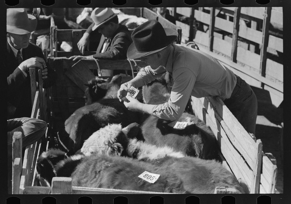 Placing identification tags on steers to be auctioned at stockyards, San Angelo, Texas by Russell Lee