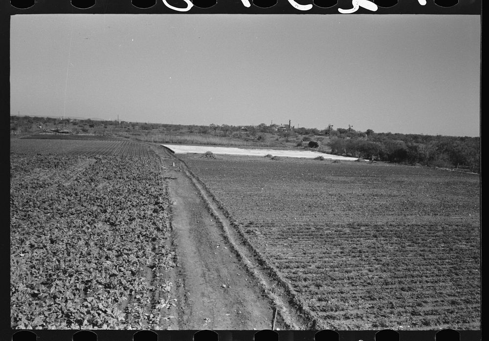 [Untitled photo, possibly related to: Truck farm with frame garden in background near San Angelo, Texas] by Russell Lee