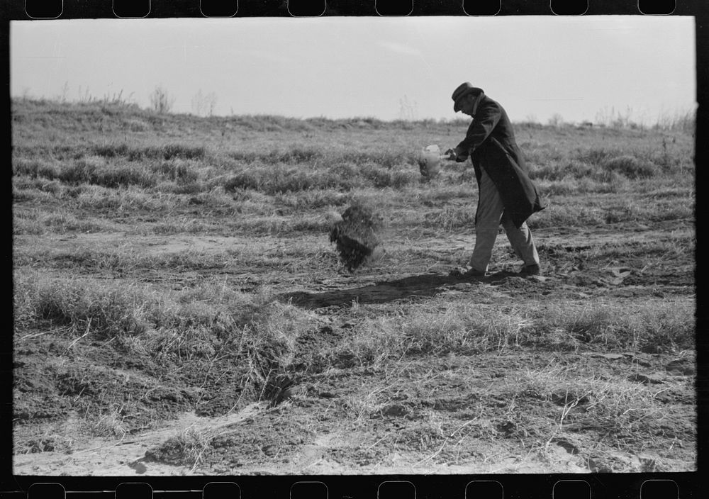 [Untitled photo, possibly related to: Pomp Hall, tenant farmer, digging a hole in the ground to see how far down the…