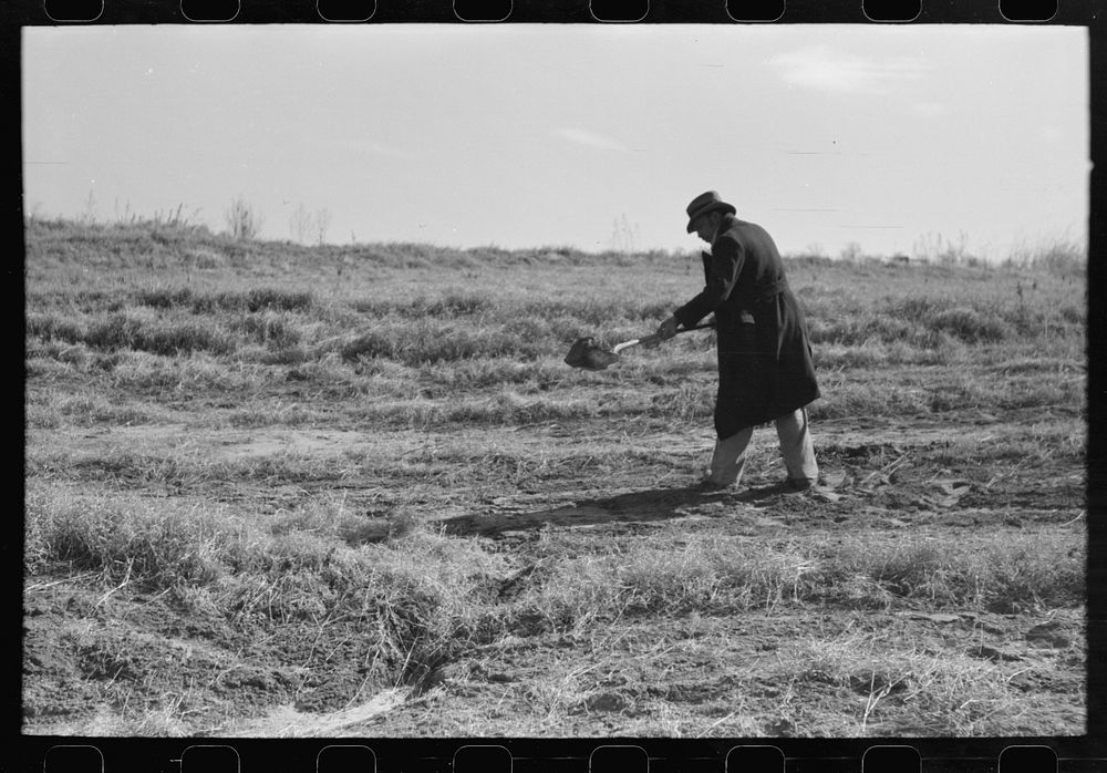 [Untitled photo, possibly related to: Pomp Hall,  tenant farmer, digging a hole in the ground to see how far down the…