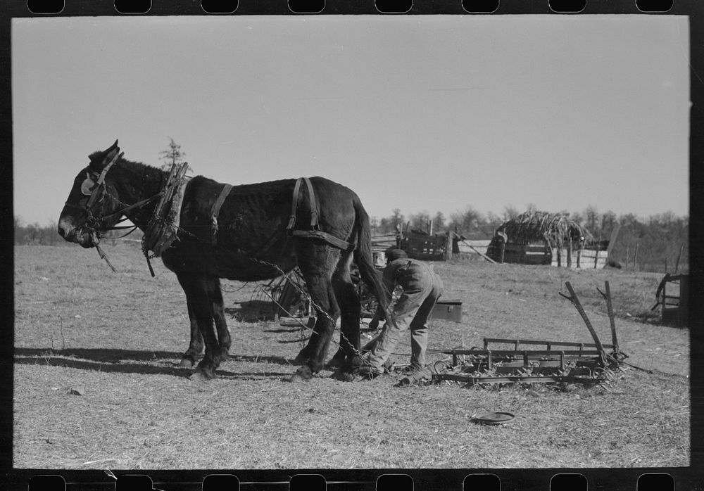 [Untitled photo, possibly related to: Son of Pomp Hall, tenant farmer, going to work the field with a spike tooth harrow…