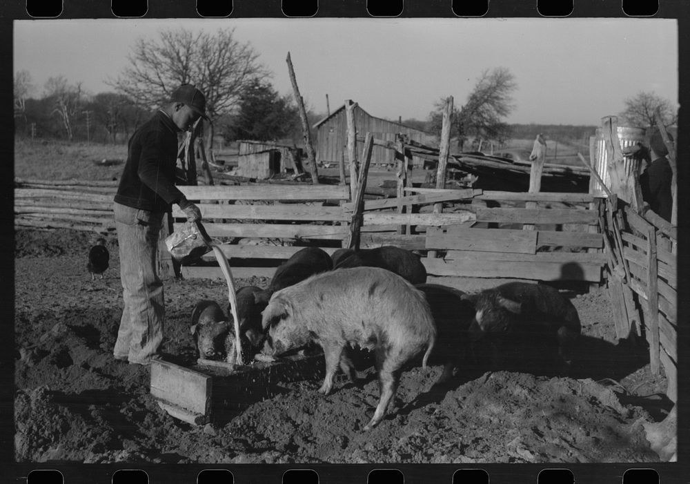 [Untitled photo, possibly related to: Pouring bran into can for mixing into a mash for the hogs. Sons of Pomp Hall,  tenant…