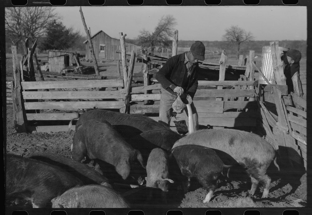 [Untitled photo, possibly related to: Pouring bran into can for mixing into a mash for the hogs. Sons of Pomp Hall,  tenant…
