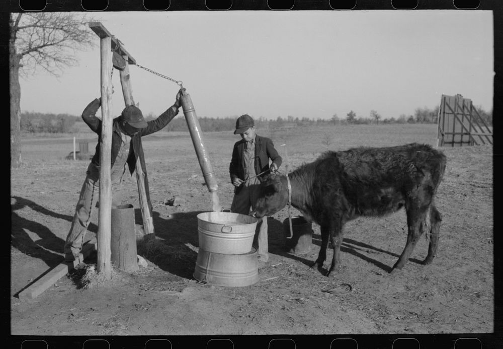 Sons of Pomp Hall,  tenant farmer, watering a calf on the farm, Creek County, Oklahoma, See general caption number 23 by…