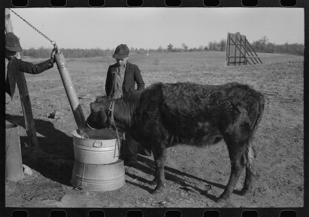 [Untitled photo, possibly related to: Sons of Pomp Hall,  tenant farmer, watering a calf on the farm, Creek County…