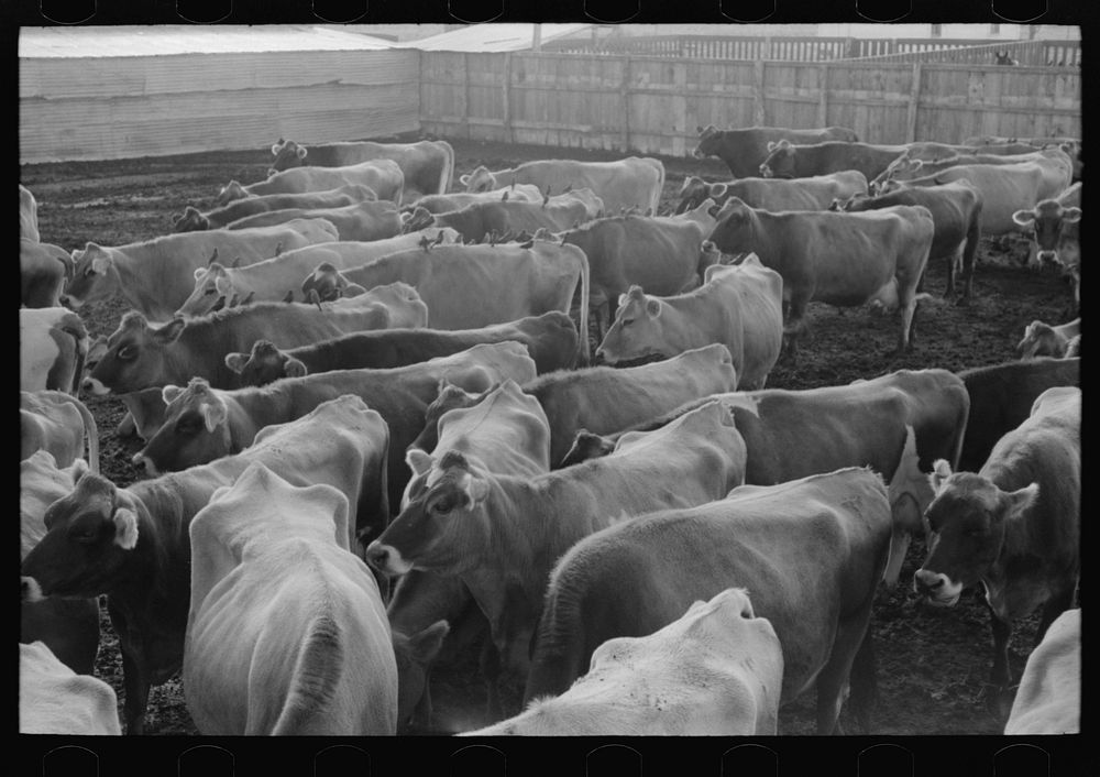 Jersey cows at dairy, Tom Green County, near San Angelo, Texas by Russell Lee