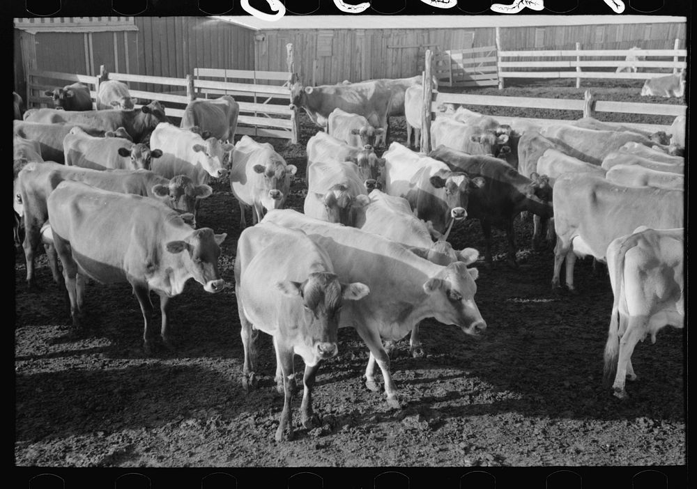 Jersey cows at dairy, Tom Green County, near San Angelo, Texas by Russell Lee