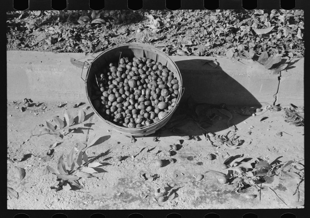 Basketfull of pecans, San Angelo, Texas by Russell Lee
