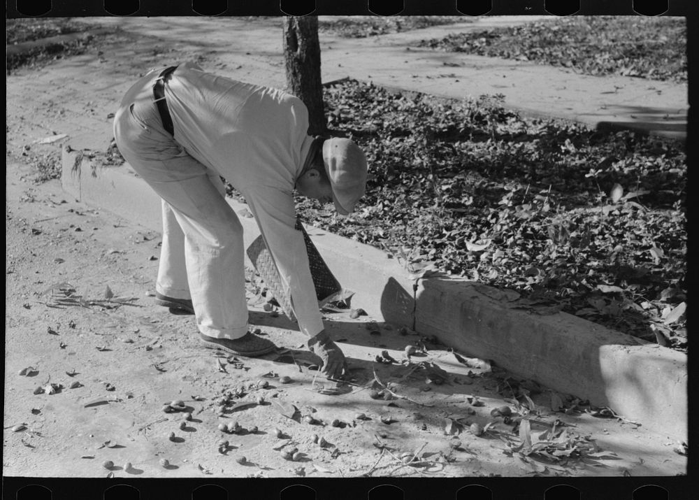 Picking up pecans from ground, San Angelo, Texas by Russell Lee
