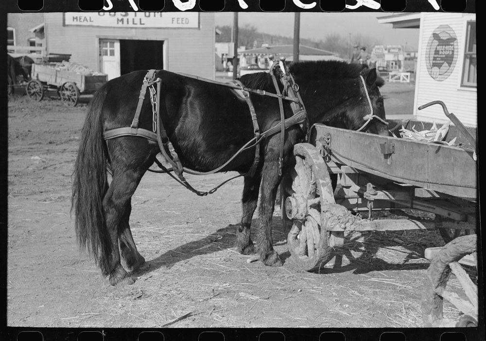 [Untitled photo, possibly related to: Mules hitched to wagon while farmer attends to his business in town, Eufaula…