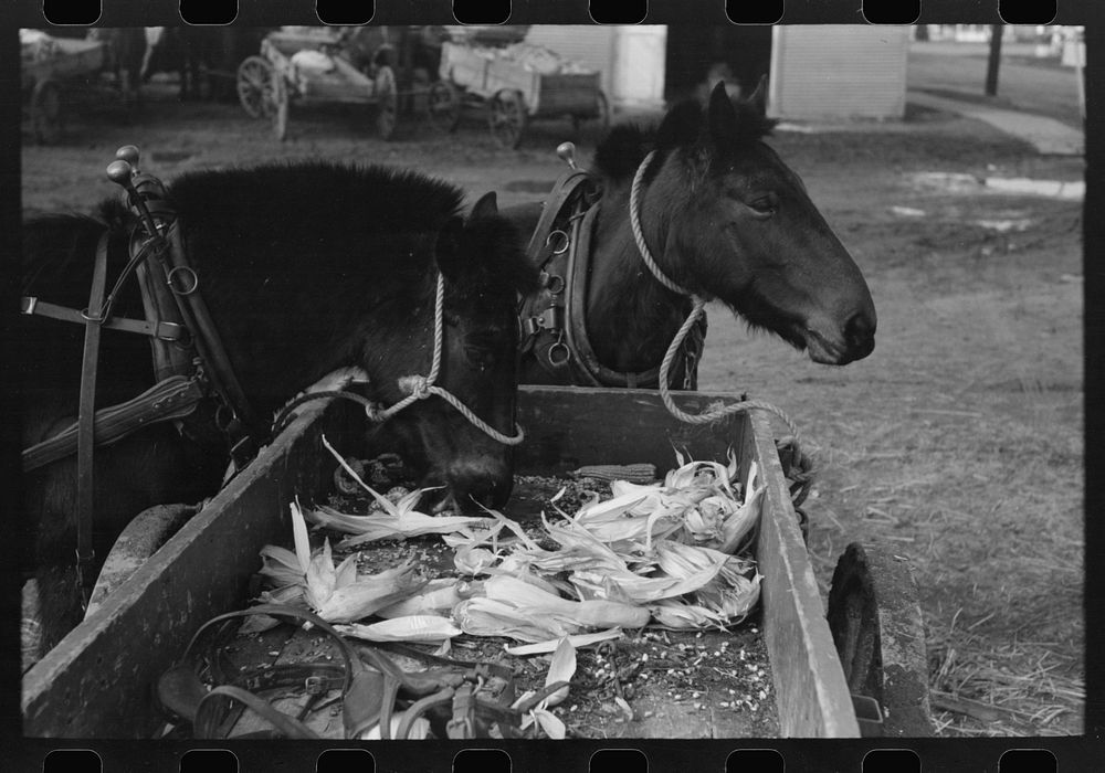 [Untitled photo, possibly related to: Mules hitched to wagon while farmer attends to his business in town, Eufaula…