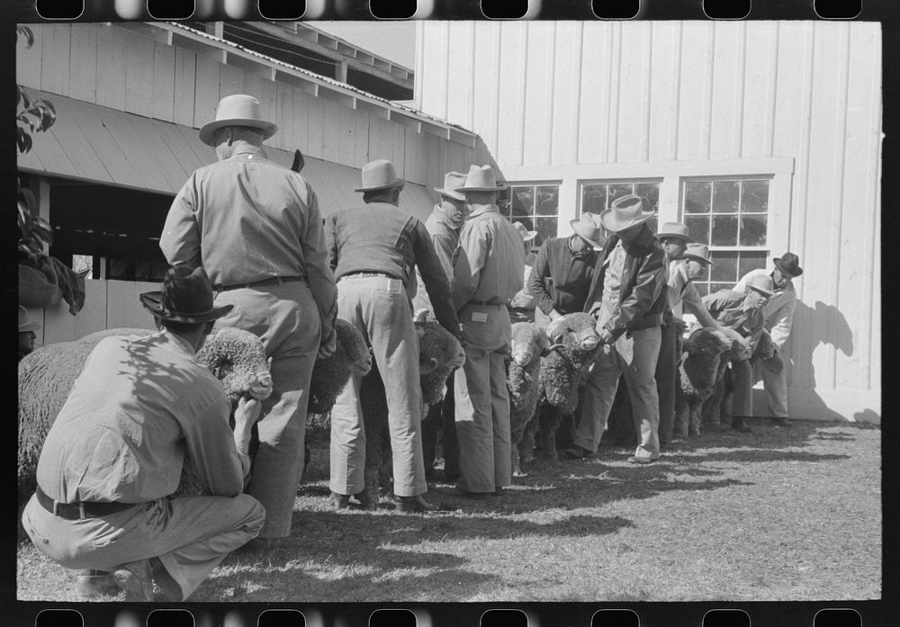 Lineup of ranchmen with their sheep waiting for the judging, San Angelo Fat Stock Show, San Angelo, Texas by Russell Lee