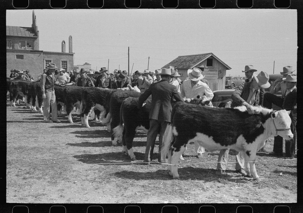 [Untitled photo, possibly related to: Men watching the judging of Hereford steers at the San Angelo Fat Stock Show, San…
