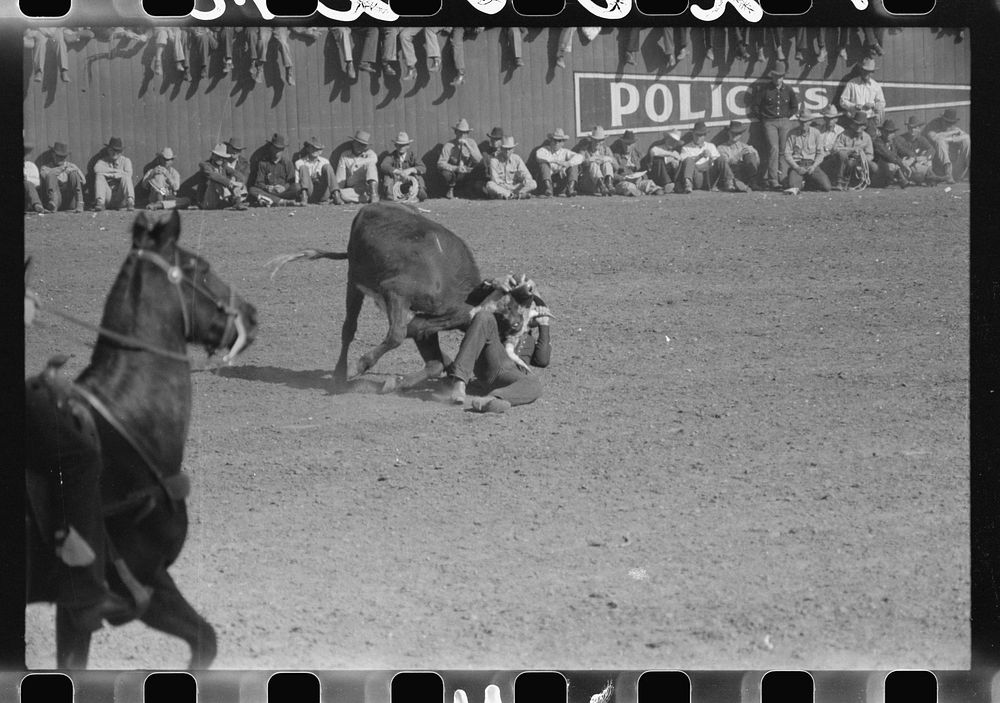 Rodeo performer bulldogging a calf at the rodeo of the San Angelo Fat Stock Show, San Angelo, Texas by Russell Lee