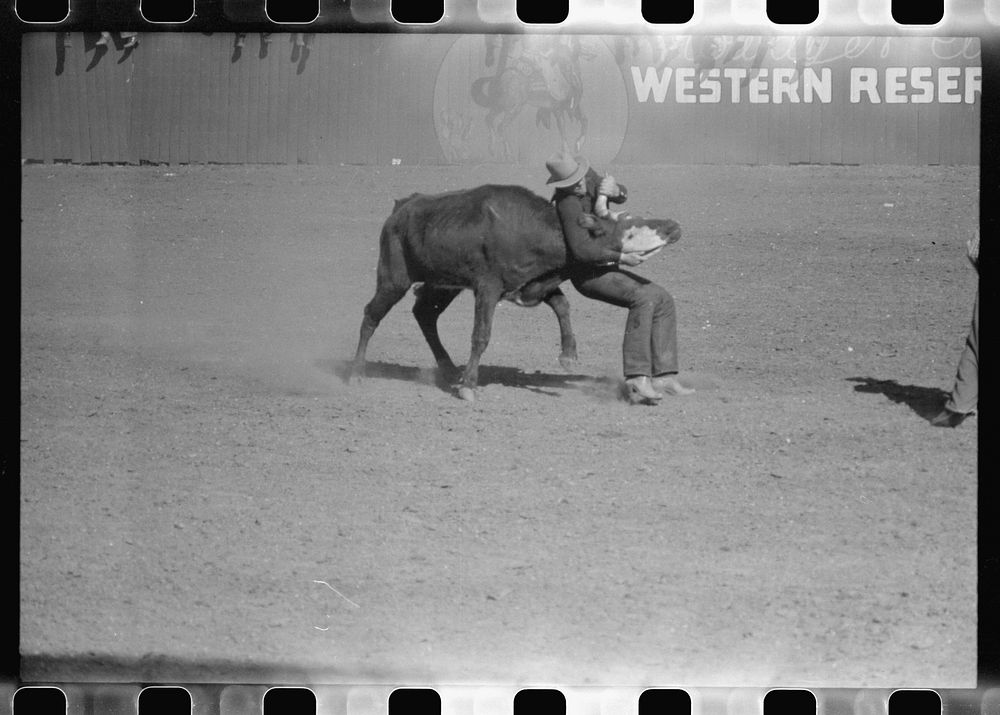 Rodeo performer bulldogging a calf at the rodeo of the San Angelo Fat Stock Show, San Angelo, Texas by Russell Lee