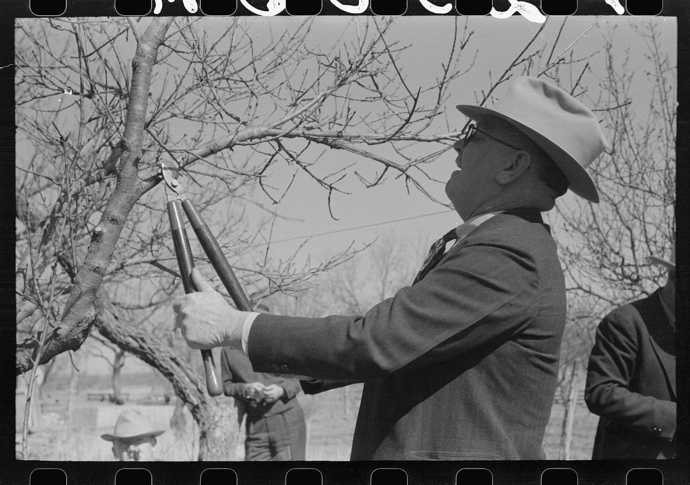 [Untitled photo, possibly related to: San Angelo, Texas. FSA (Farm Security Administration) supervisor demonstrating the…
