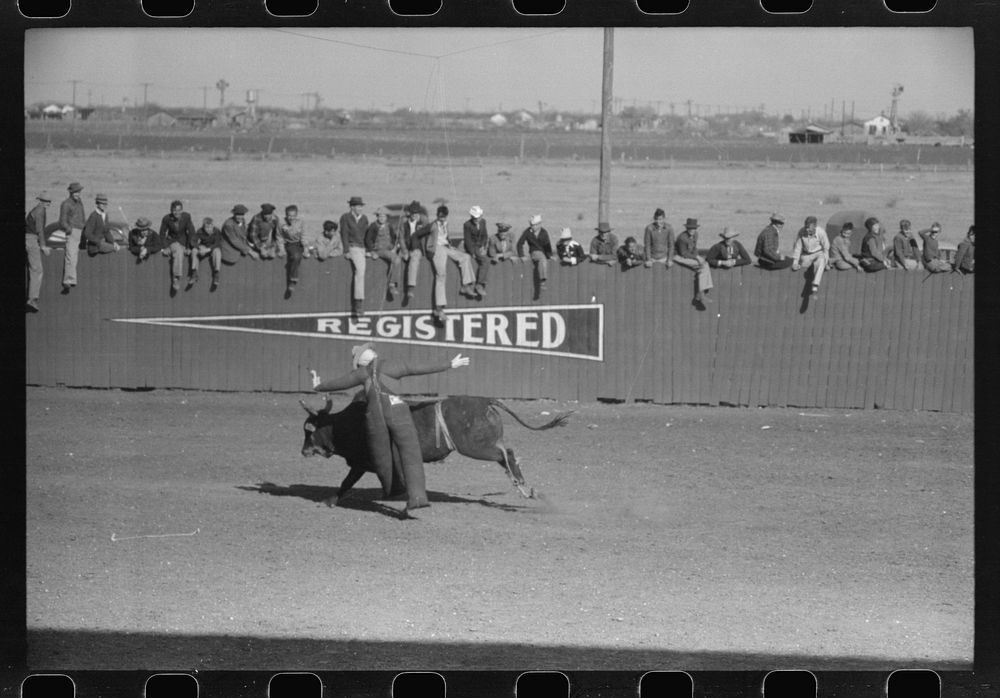 [Untitled photo, possibly related to: Cowboy being thrown from bucking horse during the rodeo of the San Angelo Fat Stock…