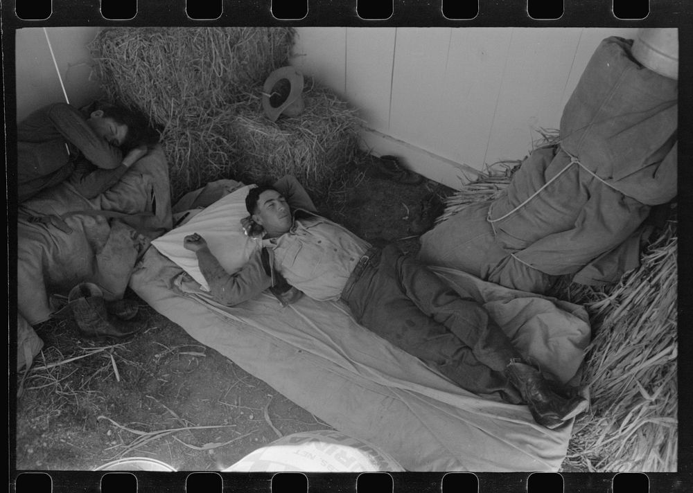 [Untitled photo, possibly related to: Cowboys asleep in horse show barn at San Angelo Fat Stock Show, San Angelo, Texas] by…