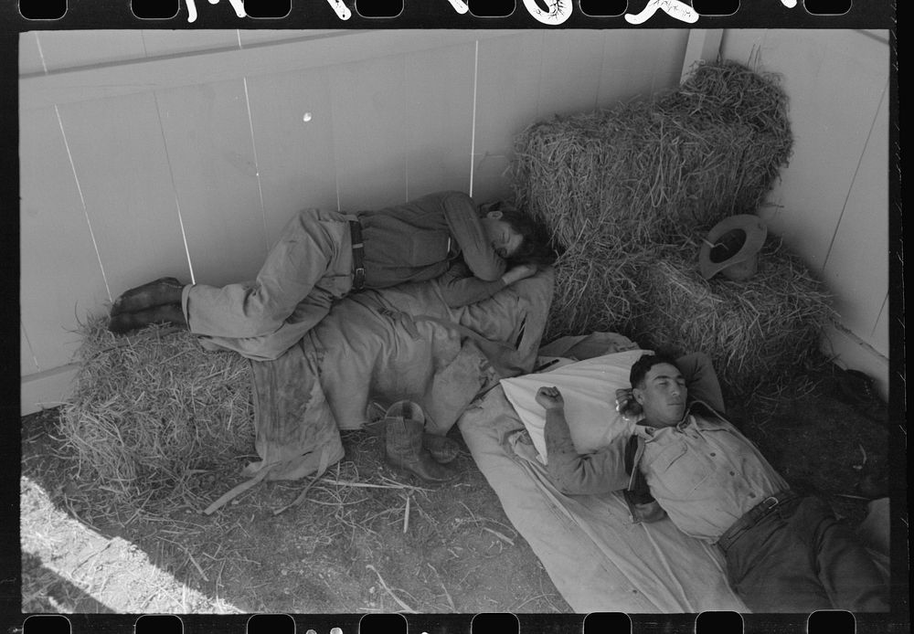 Cowboys asleep in horse show barn at San Angelo Fat Stock Show, San Angelo, Texas by Russell Lee