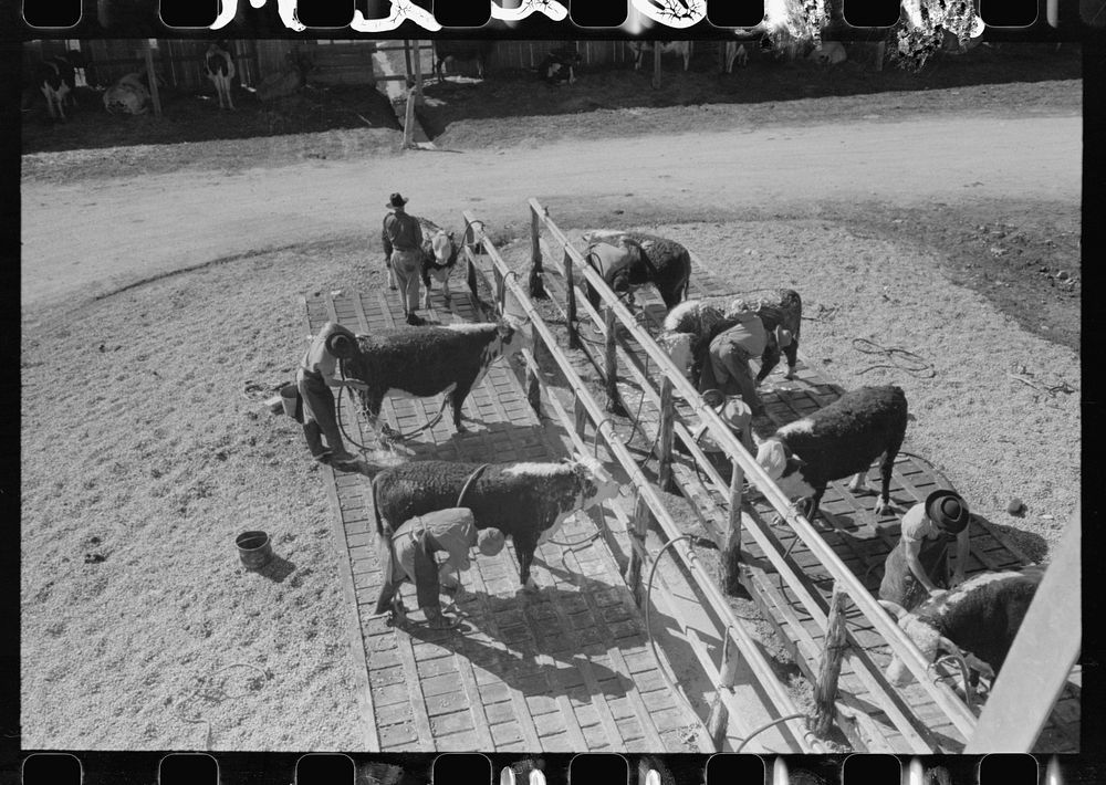 [Untitled photo, possibly related to: Washing and grooming Hereford cattle at the wash rack at the San Angelo Fat Stock…