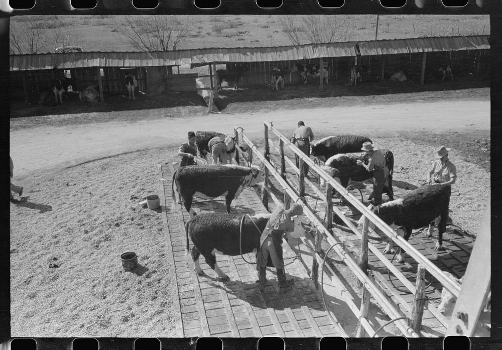 Washing and grooming Hereford cattle at the wash rack at the San Angelo Fat Stock Show, San Angelo, Texas by Russell Lee