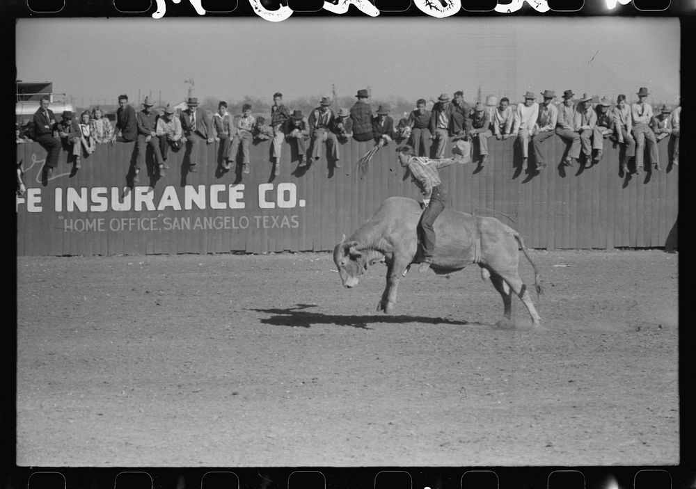 Rodeo performer riding Brahma bull at the rodeo of the San Angelo Fat Stock Show, San Angelo, Texas by Russell Lee