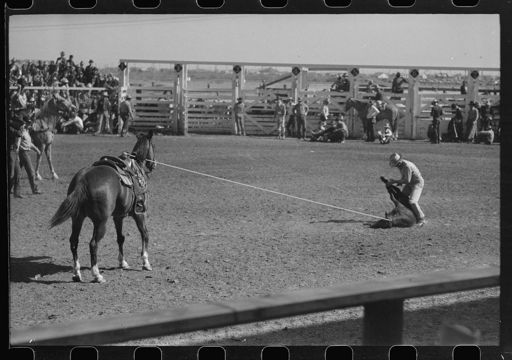 Cowboy tying up a roped and throw calf during roping contest at the rodeo of the San Angelo Fat Stock Show, San Angelo…