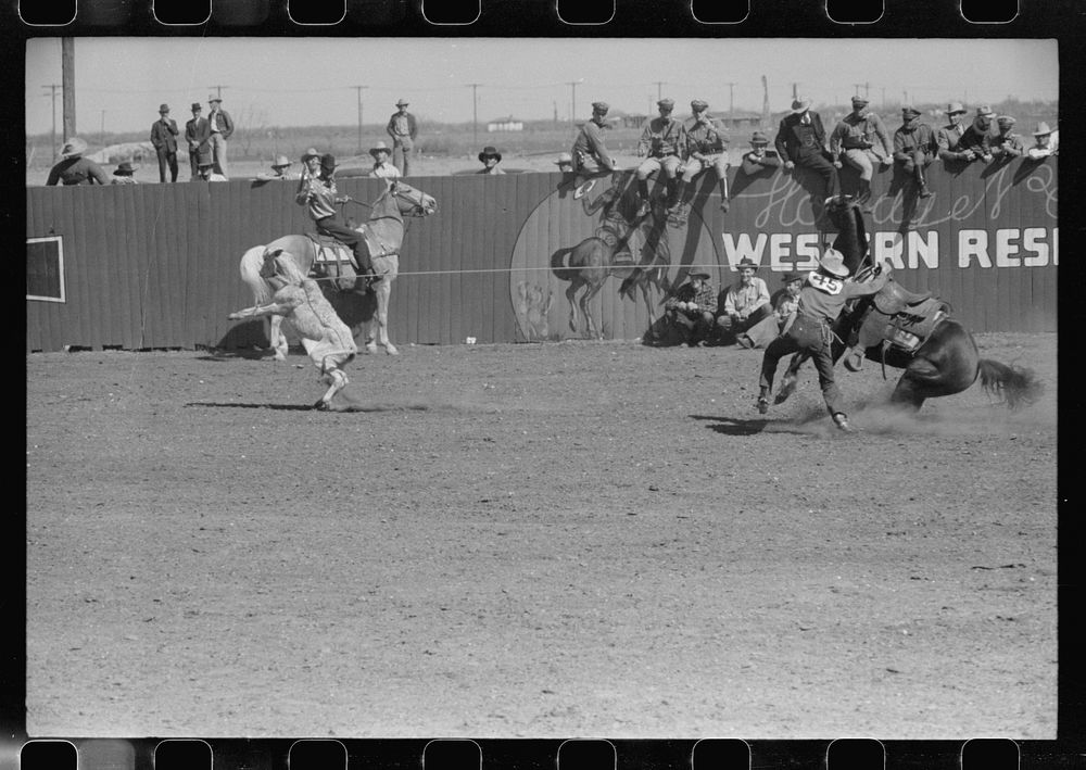 Cowboy dismounting to throw and tie a calf which he roped from his horse. Notice how the trained cowpony holds the rope taut…