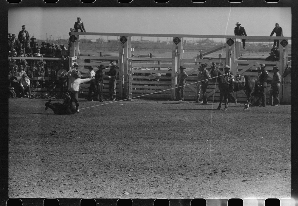 [Untitled photo, possibly related to: Cowboy dismounting to throw and tie a calf which he roped from his horse. Notice how…