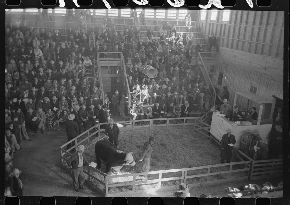 [Untitled photo, possibly related to: Crowd at the auction of the grand champion bull at the San Angelo Fat Stock Show, San…