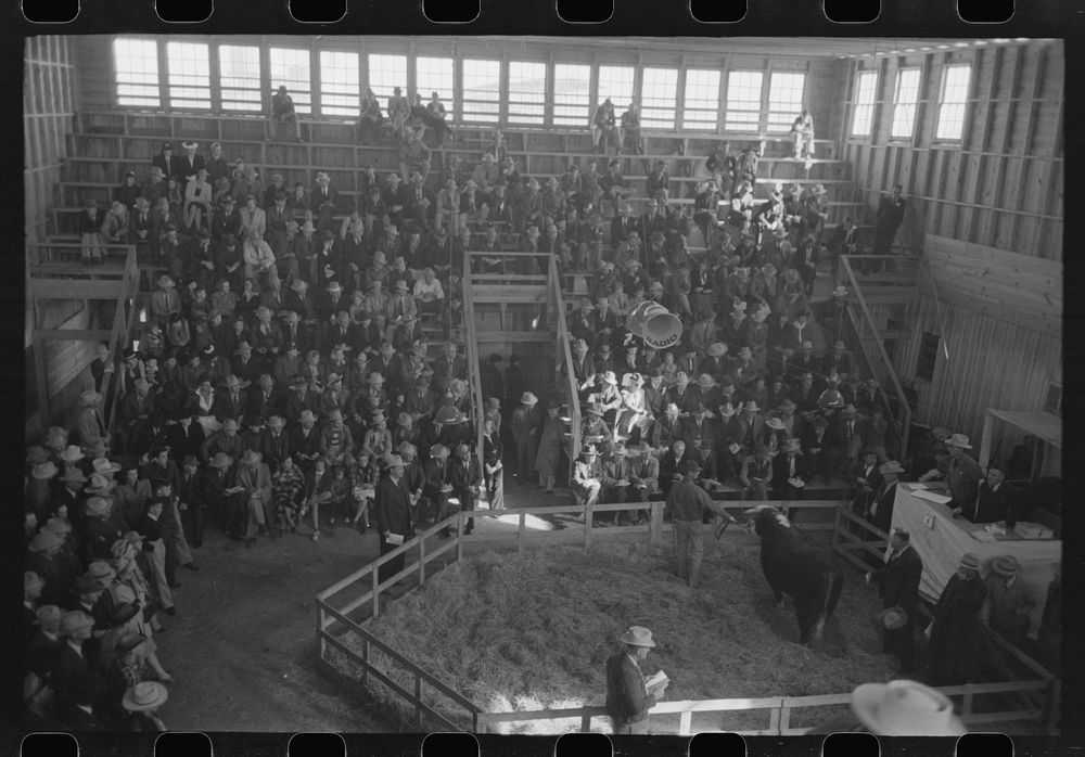 Crowd at the auction of the grand champion bull at the San Angelo Fat Stock Show, San Angelo, Texas by Russell Lee