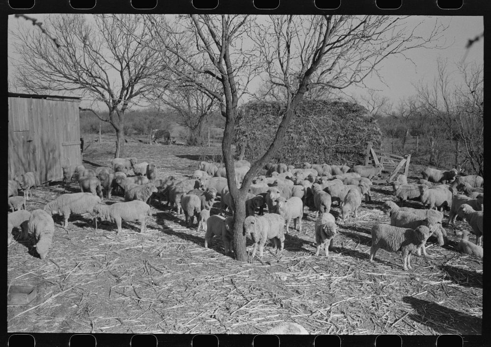 [Untitled photo, possibly related to: Herd of sheep on the ranch of rehabilitation borrower, Tom Greene County, Texas] by…