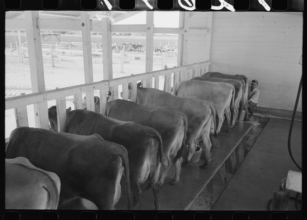 Part of the fine dairy herd at the Arizona Part-Time Farms, Chandler Unit, Maricopa County, Arizona by Russell Lee