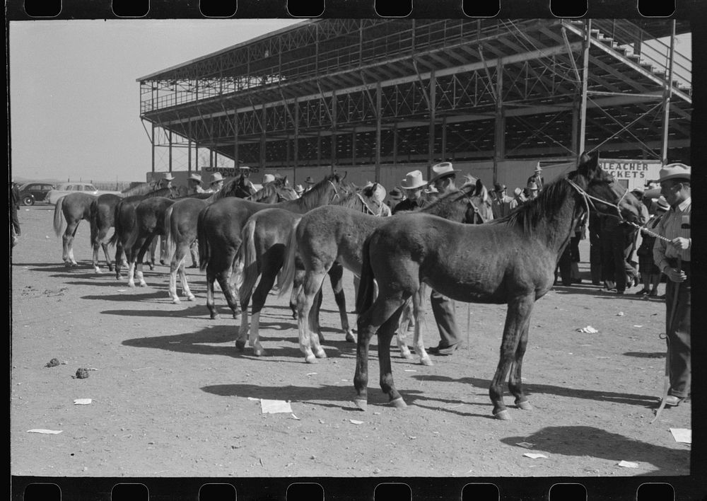 [Untitled photo, possibly related to: West Texan and his horse which he is displaying in show ring at the San Angelo Fat…