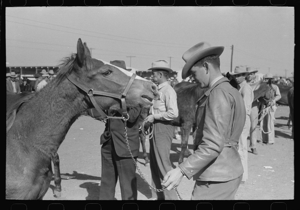 [Untitled photo, possibly related to: Lineup of horses being judged at the San Angelo Fat Stock Show, San Angelo, Texas] by…