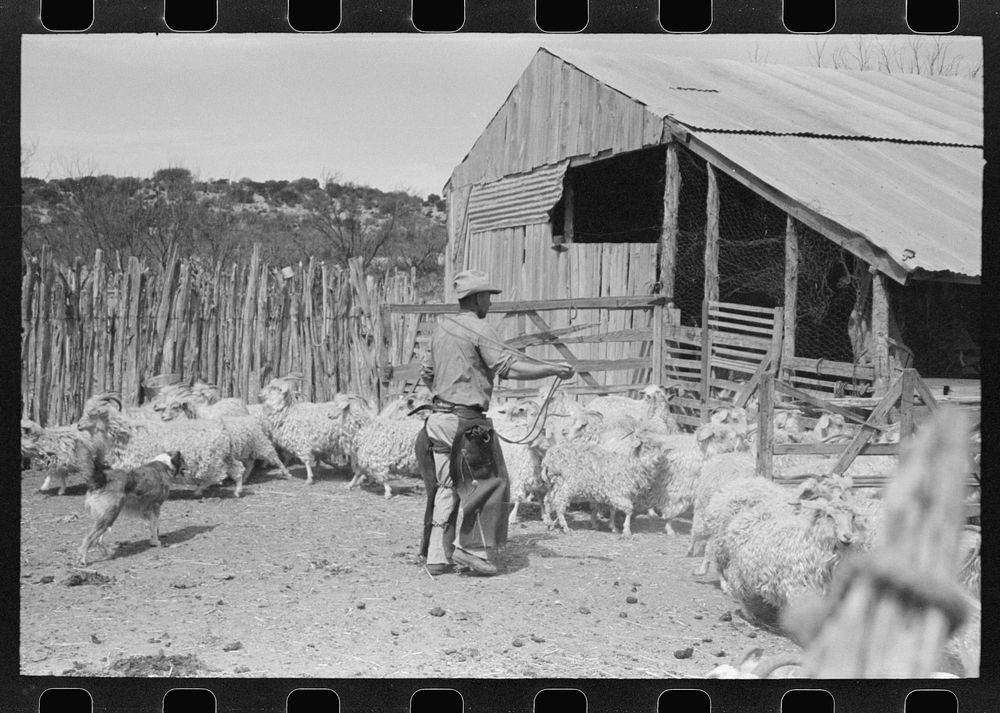 Herding goats into shearing pen on the ranch of a rehabilitation borrower in Kimble County, Texas by Russell Lee