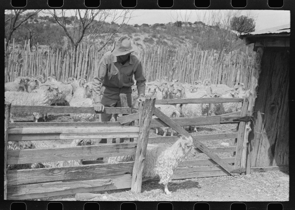 [Untitled photo, possibly related to: Separating goats to be shown from these which will wait until later, ranch of…