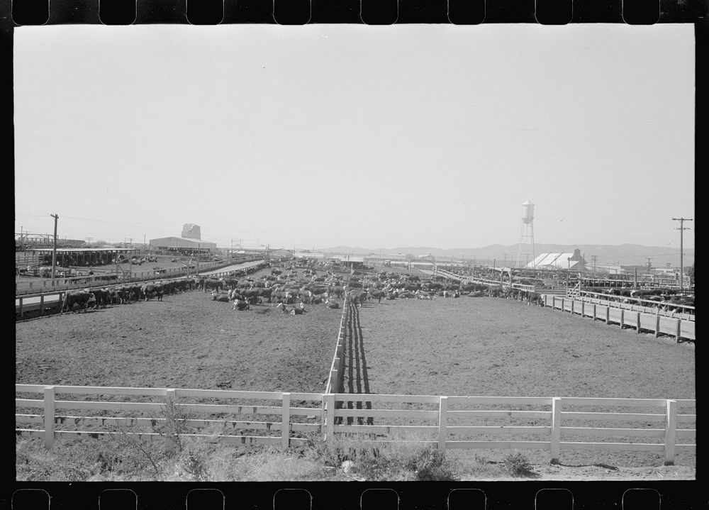 Pens and cattle of large meatpacking plant in Phoenix, Arizona by Russell Lee