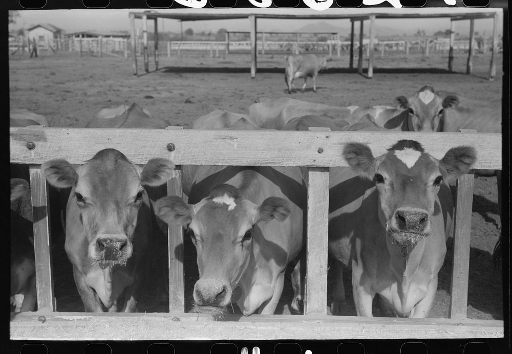Dairy cattle at the feed trough, Casa Grande Valley Farms, Pinal County, Arizona by Russell Lee