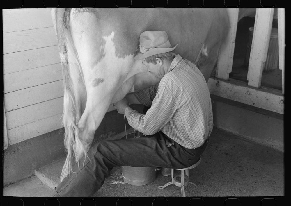 Milking time at the Casa Grande Valley Farms, Pinal County, Arizona by Russell Lee