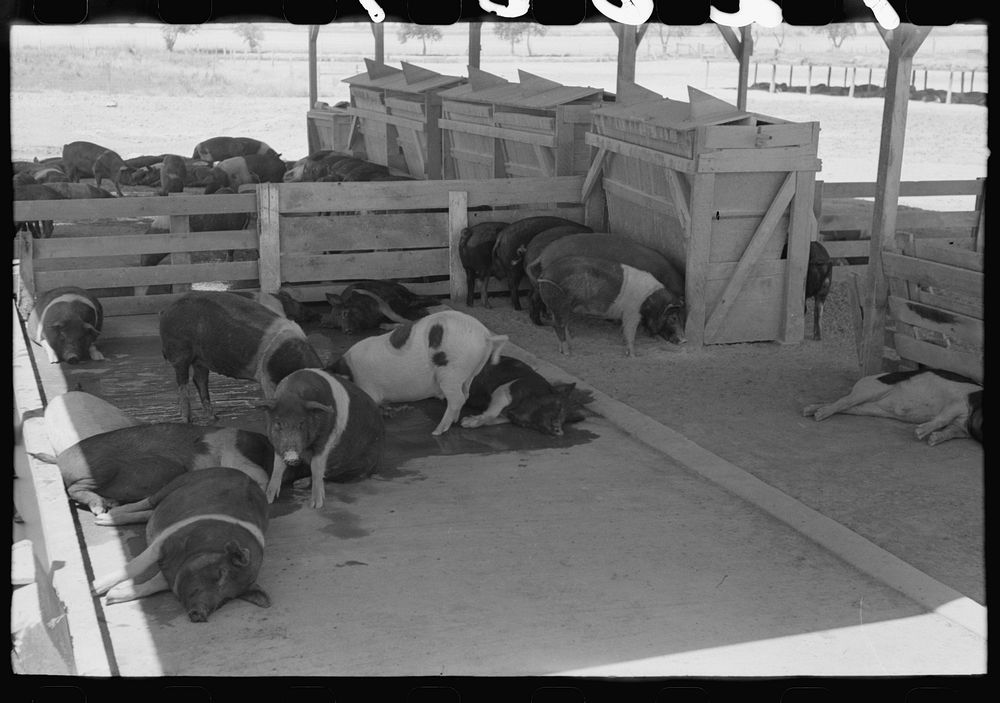 [Untitled photo, possibly related to: Hogs at the Casa Grande Valley Farms, Pinal County, Arizona] by Russell Lee