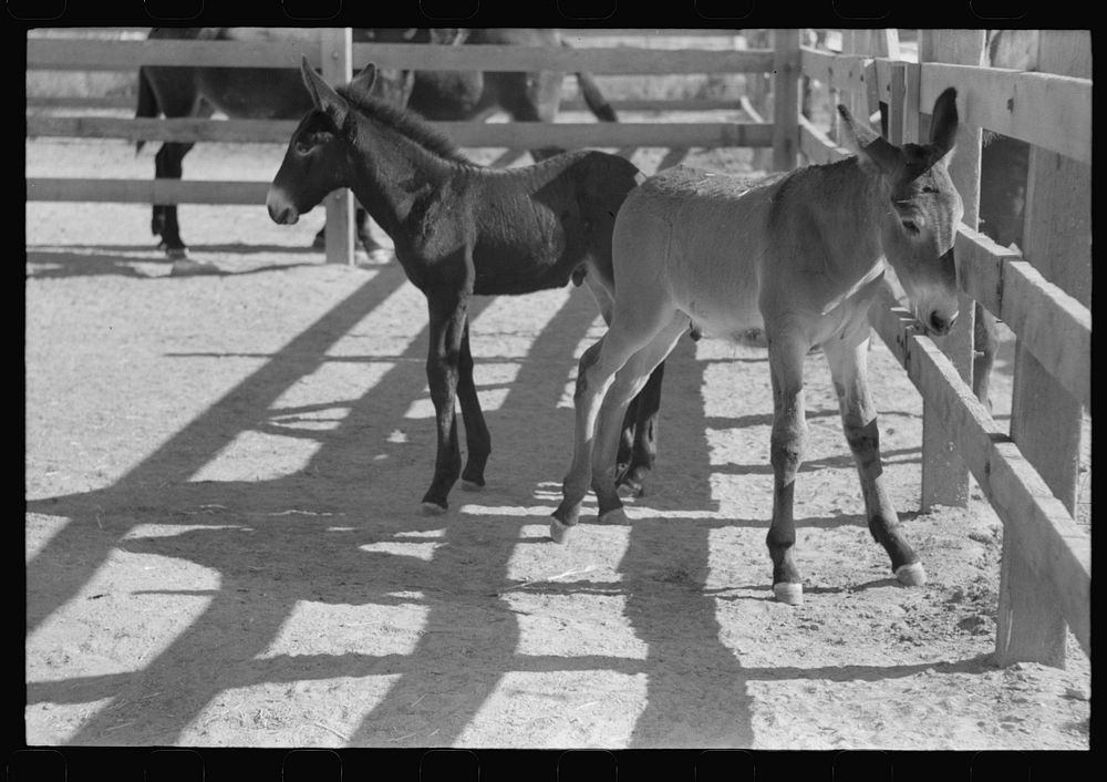 Mule colts, Tom and Jerry, who are presently great pets of the Casa Grande Valley Farms, Pinal County, Arizona by Russell Lee