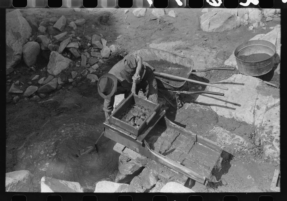 Eugene Davis, gold prospector, operating "rocker". Rocks and sticks remain in the screened box at the top when water is…