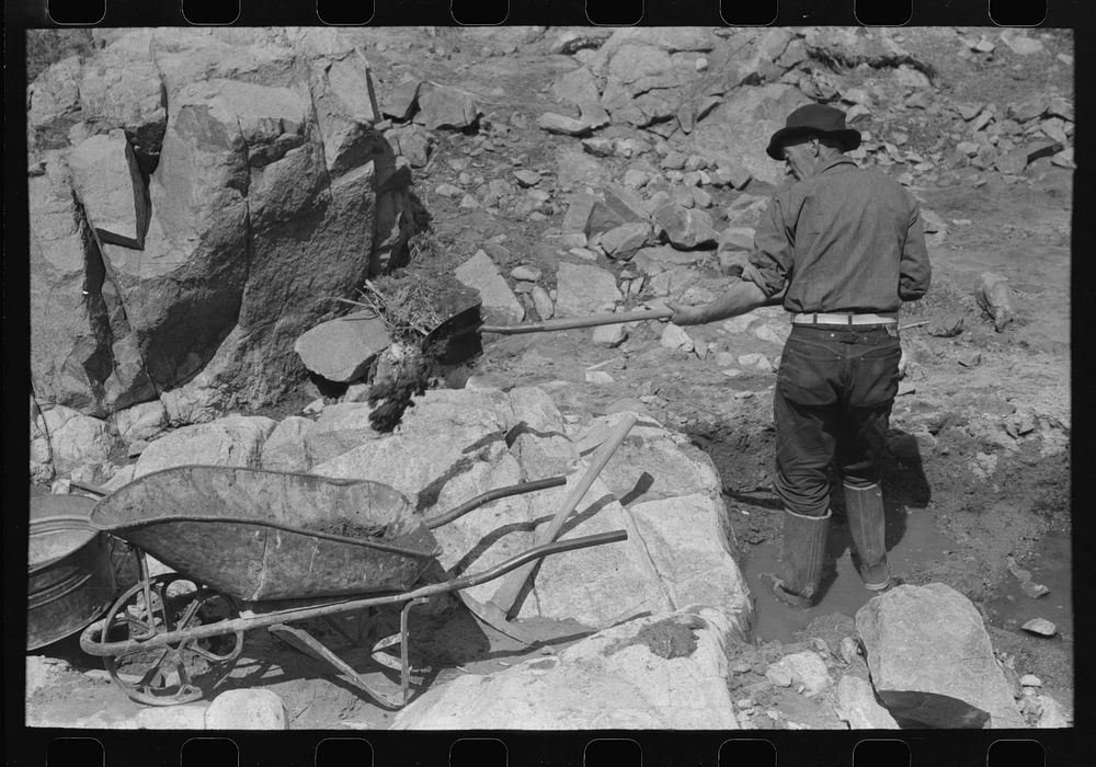 Gold prospector shoveling dirt and rocks into wheel barrow. He will run this through the dry washer called a "papago" of old…