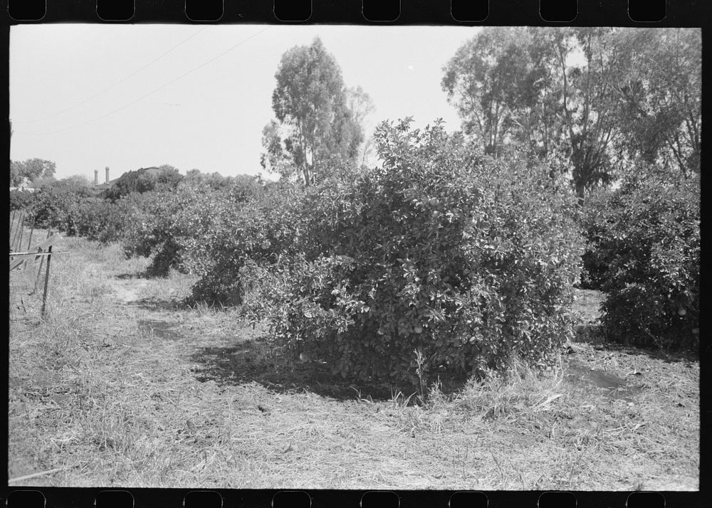[Untitled photo, possibly related to: Orange trees being irrigated in Maricopa County, Arizona, center of the citrus…